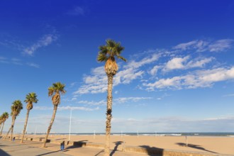 Valencia Malvarrosa Las Arenas beach palm trees in Patacona of Alboraya spain