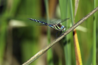 Aeshna juncea, Moorland Hawker, Peat Mosaic Hawker