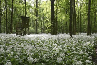 Wild garlic flower (Allium ursinum), spring, Germany, Bavaria, Lower Franconia, Europe