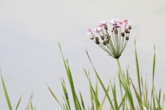 Flowering rush, Butomus umbellatus, Swan flower