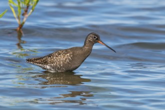 Spotted Redshank, Tringa erythropus