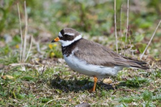 Ringed Plover, Charadrius hiaticula