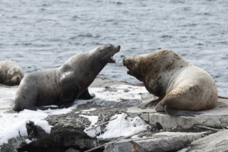 Nature of Kamchatka: rookery Steller Sea Lion or Northern Sea Lion (Eumetopias Jubatus) . Russia,