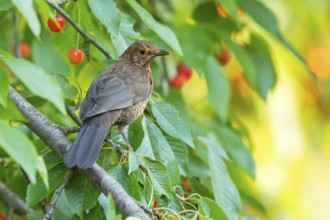 Blackbird (Turdus merula), one, individual, biotope, habitat, perch, garden, Neuhofen,