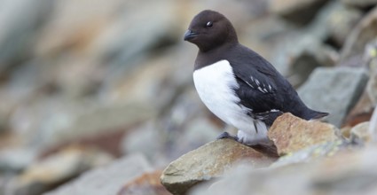 Cory's Grebe, Plautus alle, Dovekie, Little Auk, (Mergule nain), Mérgulo atlántico, Longyearbyen,