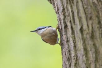 Eurasian nuthatch (Sitta europaea), Sittelle torchepot, Trepador Azul, Neustadt an der Weinstraße