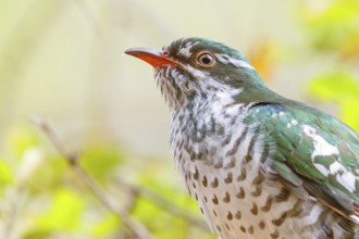 Golden cuckoo, Afrotropical species, family of golden cuckoos, cuckoo, (Chrysococcyx caprius), Wadi