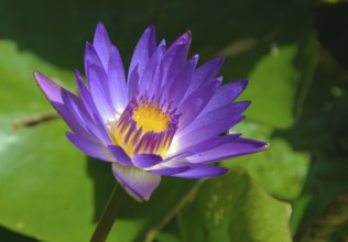Purple petals, purple and yellow stamens and green leaves of a lotus flower, Heviz, Hungary, Europe