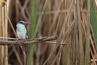 Kingfisher, (Halcyon malimbica), kingfisher family, perching bird, Africa, Gambia, Kotu creek canoe