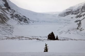 Columbia Icefields Alberta Rocky Mountains winter Canada
