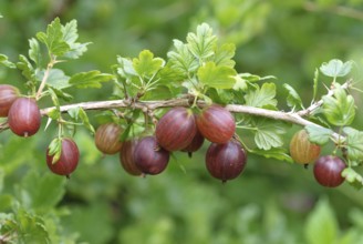 Gooseberry (Ribes uva-crispa 'Remarka'), Grüne Aue 7, Saxony, Germany, Europe