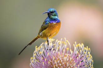 Orange-breasted sunbird (Anthobaphes violacea), Nectarinia violacea, Orange-breasted Sunbird,