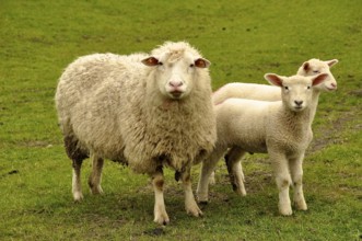 North German grazing sheep with white lambs