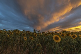 Sunflower fields at stunning sunset in countryside. Alsace, France, Europe