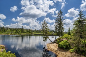 A view of the Oderteich in the Harz Mountains under a blue sky