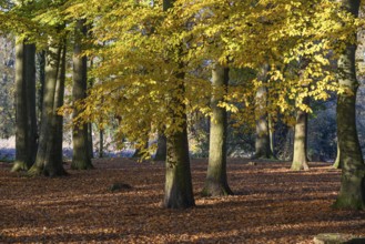 An autumnal forest with sunlight shining through the yellow leaves of tall trees, borken, North
