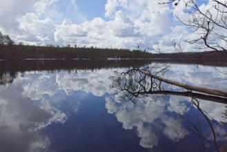 Spring scenic lake landscape of tree fallen down in water at lake Kenttäjärvi in cloudy spring