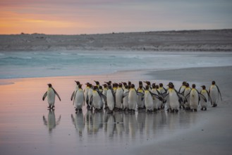 King penguins (Aptenodytes patagonicus), in the morning light on the beach, Volunteer Point,