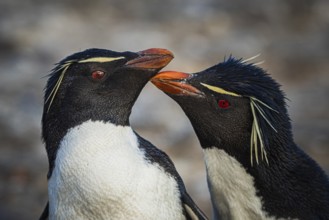 Rockhopper penguins (Eudyptes chrysocome) courting, Pebble Island, Falkland Islands, Great Britain,