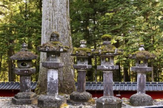 The rows of stone lanterns - sculptures. Majestic pine forest and ancient temple. Japan. Nikko