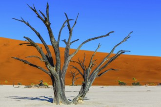 Clay plateau in the part of the Namib Naukluft desert. Sunny morning. Dead lake with dead trees.