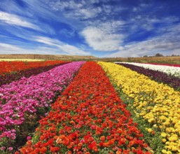 Field of multi-colored decorative buttercups Ranunculus Bloomingdale. Flowers planted with broad
