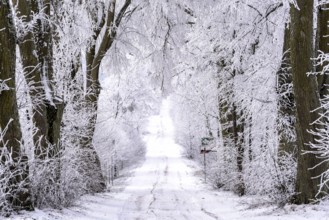 Snow-covered avenue in Masuria in eastern Poland in winter