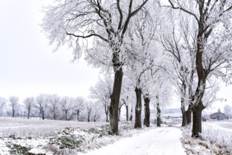 Snow-covered avenue in Masuria in eastern Poland in winter