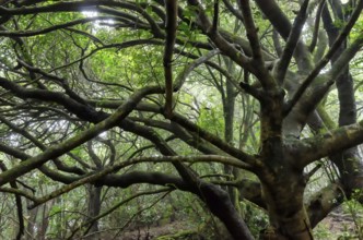 Laurel forest on Tenerife