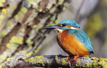 A Common Kingfisher (alcedo atthis) in the Reed, Heilbronn, Germany, Europe