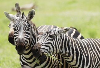 Zebras in Tsavo East National Park, Kenya, Africa