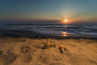 Sunrise on the beach. Shells in closeup
