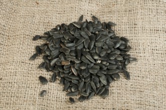 Sunflower seed on burlap brown background