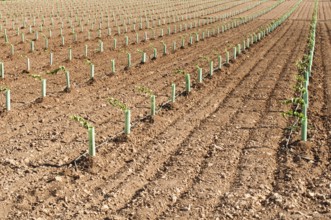 Newly planted vineyards in a row