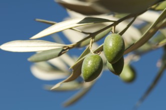 Olives on a branch. Close up green olives on a tree