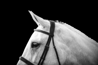 A detailed black and white image of a horses head, ears forward and tacked up ahead of a