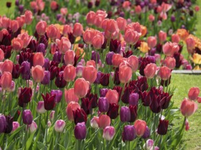 Wide field of pink, red and purple tulips blooming in the spring light, Oslo, Norway, Europe