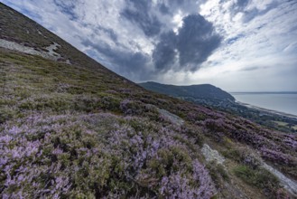 Purple flowering heather with heather (Erica) on the coast with mountains in the background on the