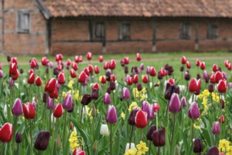 Colourful blooming tulips in front of a brick house in a rural setting, vreden, münsterland,