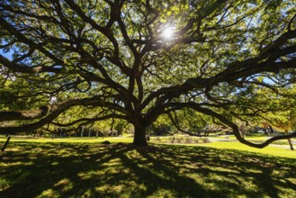 BRISBANE, AUSTRALIA - JULY 29 2023: City Botanic Gardens on a clear winter's day in Brisbane,