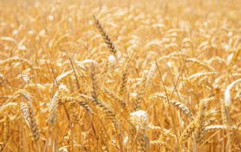 Summer landscape with cornfield under a blue sky