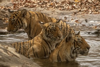 Close up of a three tigers in a waterhole Wild mother tiger sitting in water with her two sub adult