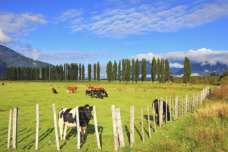 Rural idyll in Chilean Patagonia. Orange and black cow grazing on grass field. Field fenced low