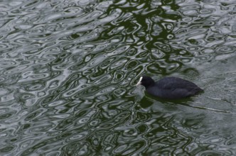 Eurasian coot, Fulica atra swimming on water in winter, Copenhagen, Denmark, Europe