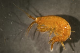 Amphipod from the waters around Disko Island in Greenland, Greenland, North America