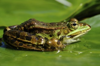 Frog, pond frog, Rana esculenta