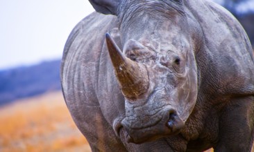 White Rhinoceros, Ceratotherium simum, Square-lipped Rhinoceros, Khama Rhino Sanctuary, Serowe,