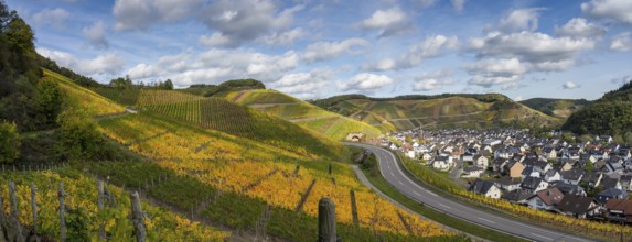 Hiking on the red wine trail in the Ahr valley with sunshine in autumn