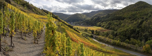 Hiking on the red wine trail in the Ahr valley with sunshine in autumn