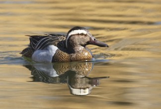 A Garganey (Anas querquedula), garganey, on a Lake in Heilbronn, Germany, Baden-Württemberg, Europe